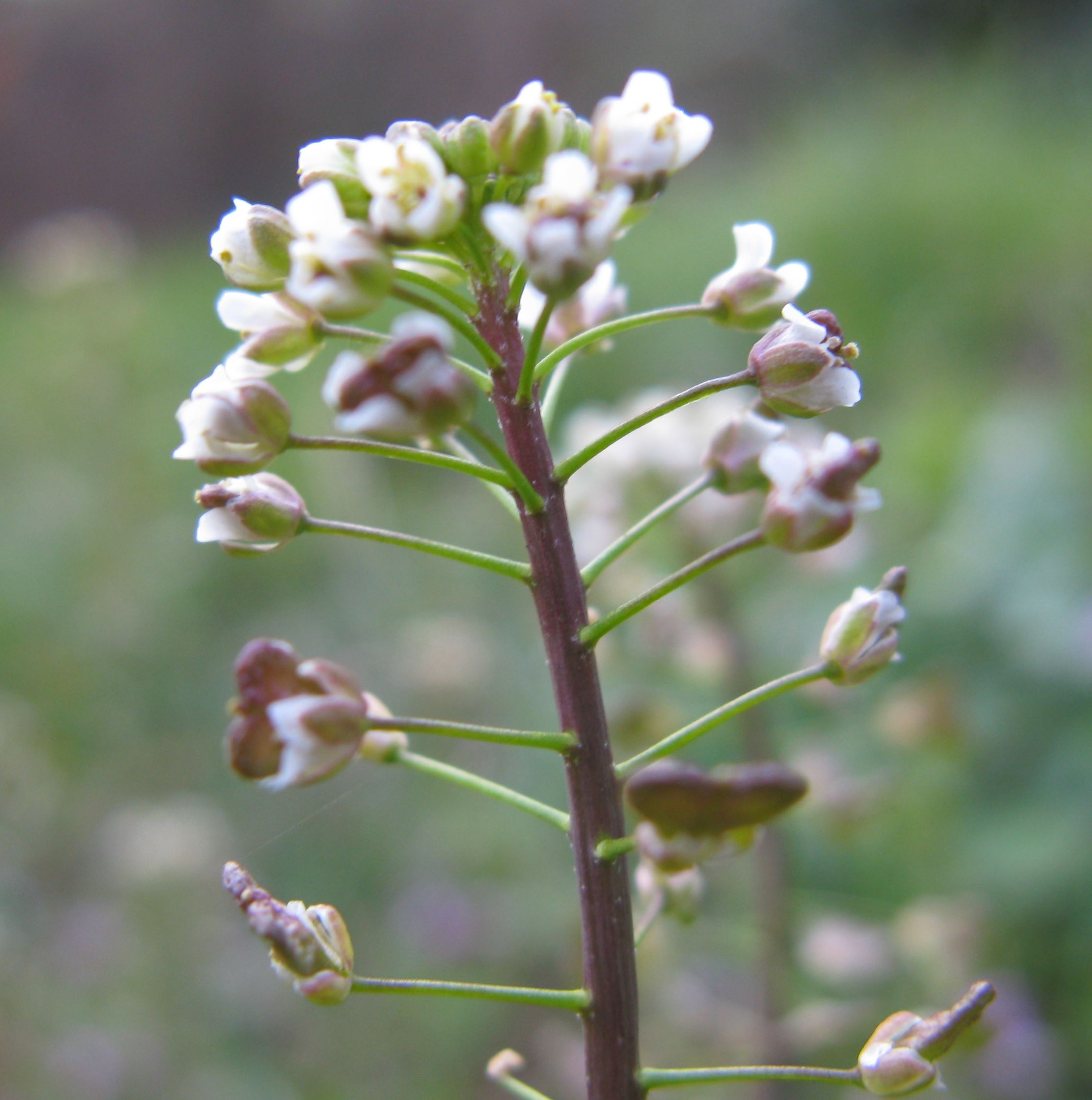 senza foto - Capsella bursa-pastoris